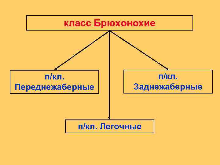 класс Брюхонохие п/кл. Переднежаберные п/кл. Заднежаберные п/кл. Легочные 