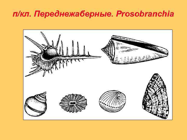 п/кл. Переднежаберные. Prosobranchia 