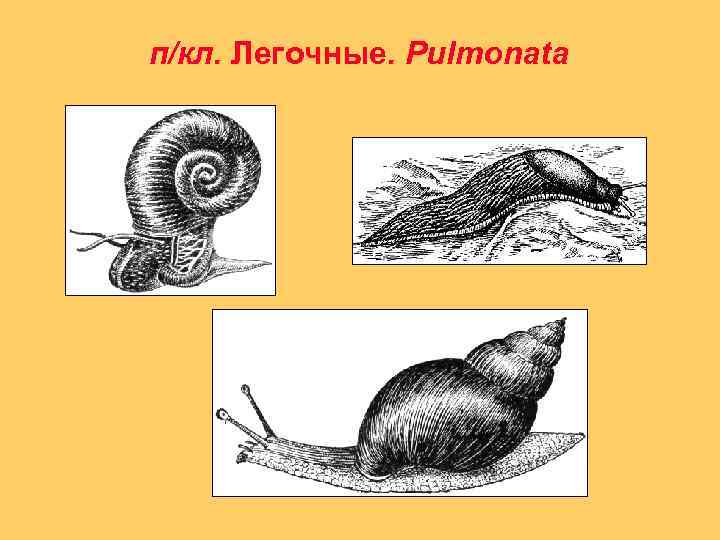 п/кл. Легочные. Pulmonata 
