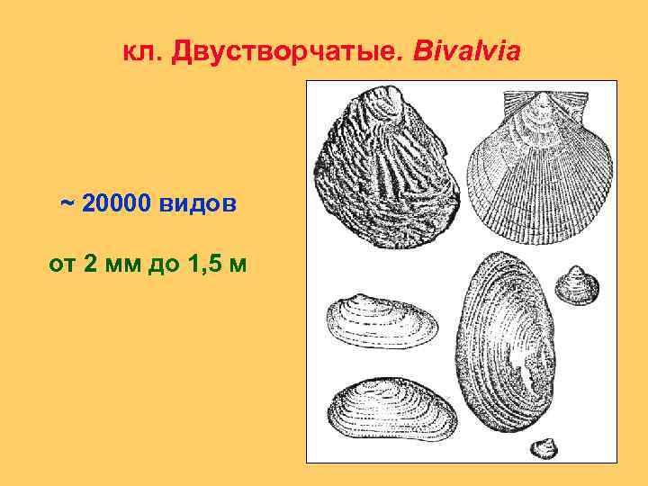 кл. Двустворчатые. Вivalvia ~ 20000 видов от 2 мм до 1, 5 м 