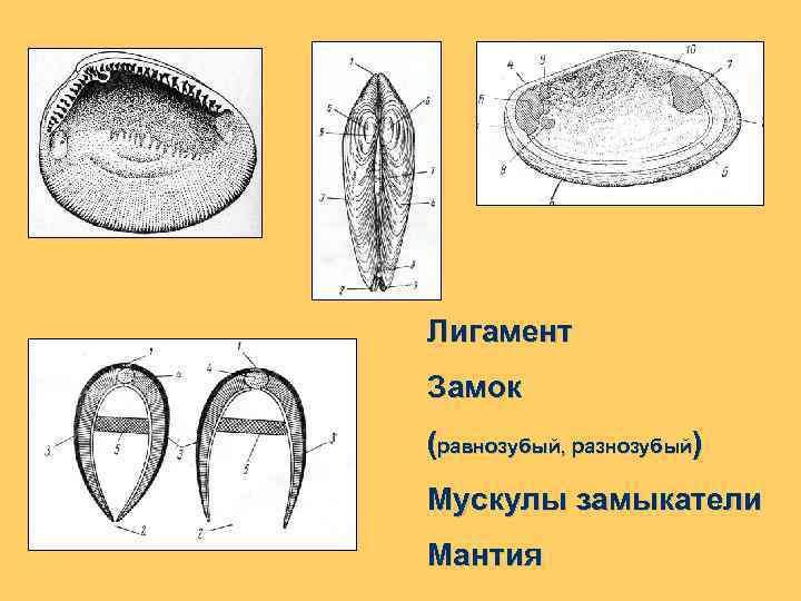 Лигамент Замок (равнозубый, разнозубый) Мускулы замыкатели Мантия 
