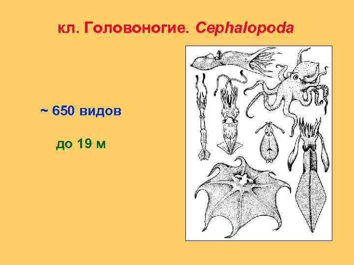 кл. Головоногие. Cephalopoda ~ 650 видов до 19 м 