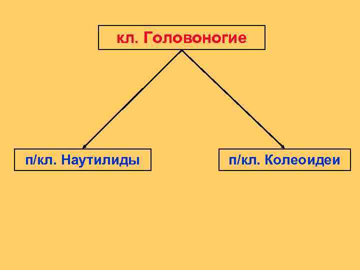 кл. Головоногие п/кл. Наутилиды п/кл. Колеоидеи 