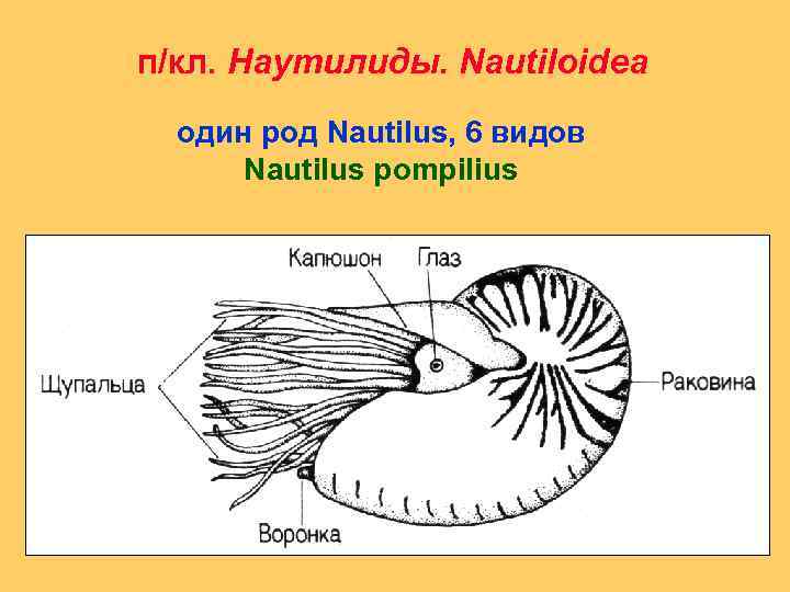 п/кл. Наутилиды. Nautiloidea один род Nautilus, 6 видов Nautilus pompilius 