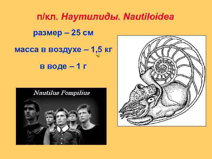 п/кл. Наутилиды. Nautiloidea размер – 25 см масса в воздухе – 1, 5 кг
