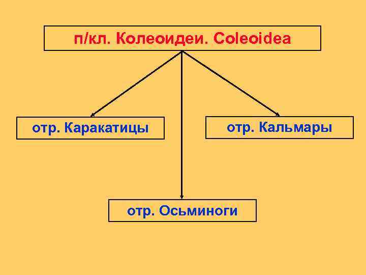 п/кл. Колеоидеи. Coleoidea отр. Каракатицы отр. Кальмары отр. Осьминоги 