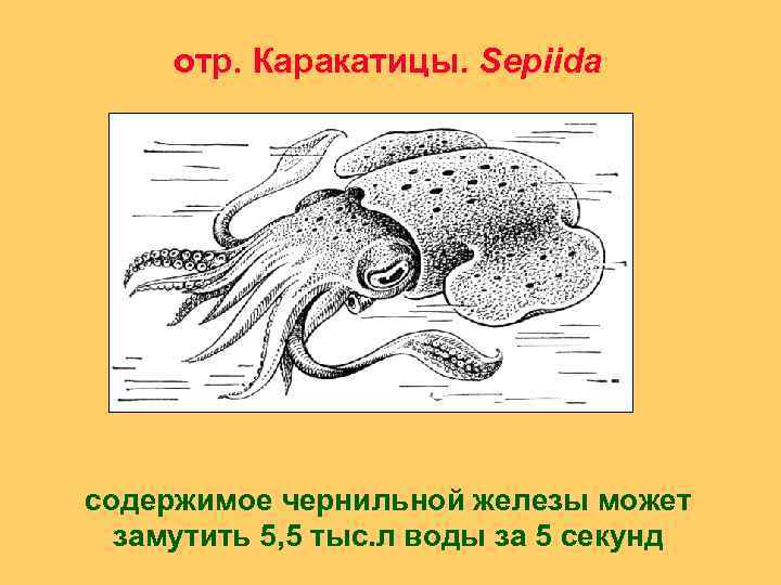 отр. Каракатицы. Sepiida содержимое чернильной железы может замутить 5, 5 тыс. л воды за