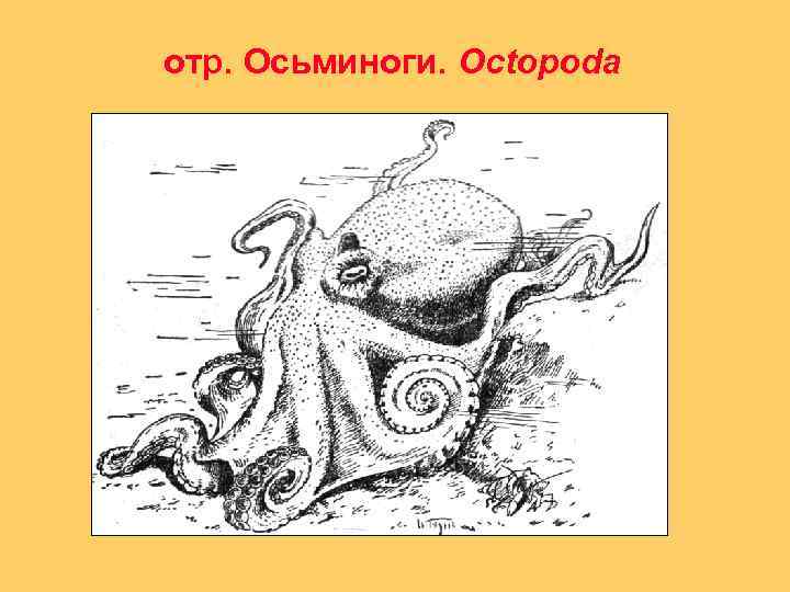 отр. Осьминоги. Octopoda 