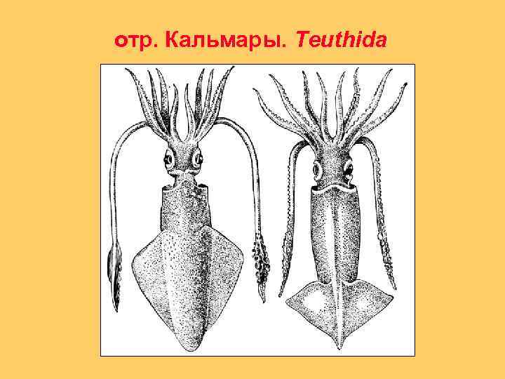 отр. Кальмары. Teuthida 