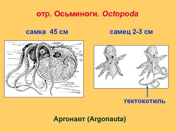 отр. Осьминоги. Octopoda самка 45 см самец 2 -3 см гектокотиль Аргонавт (Argonauta) 