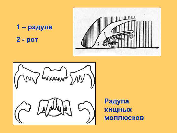 1 – радула 2 - рот Радула хищных моллюсков 