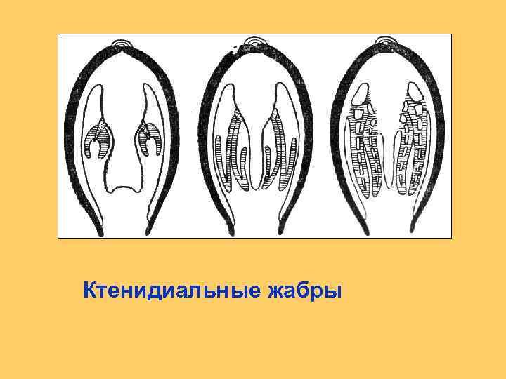 Ктенидиальные жабры 