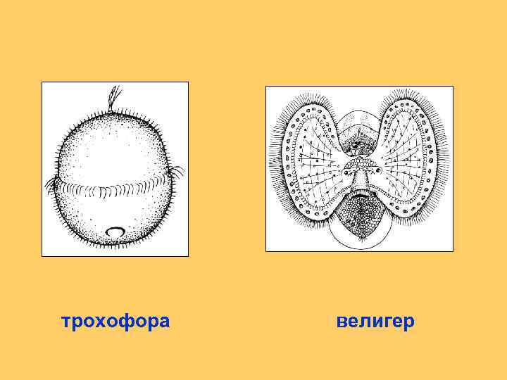 трохофора велигер 