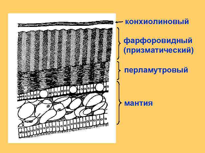 конхиолиновый фарфоровидный (призматический) перламутровый мантия 