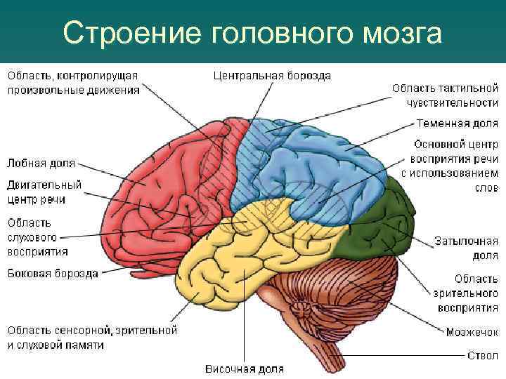 Строение головного мозга картинка