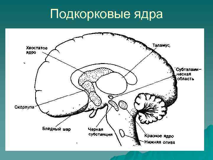 Подкорковые ядра 