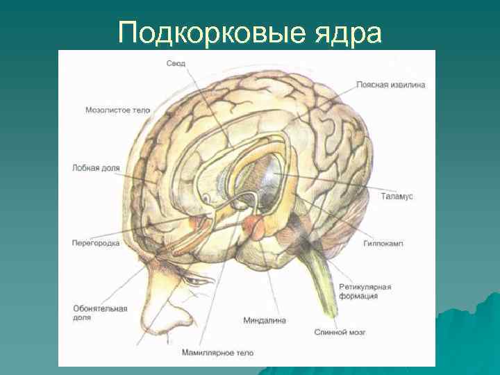 Подкорка головного мозга. Подкорковые структуры головного мозга. Анатомия подкорковых структур головного мозга. Подкорковые отделы головного мозга.