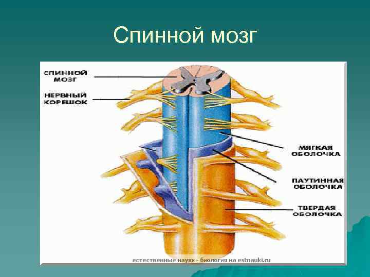 Фото спинного мозга человека в разрезе