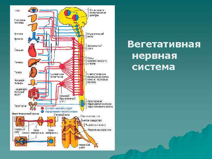 Вегетативная нервная система 