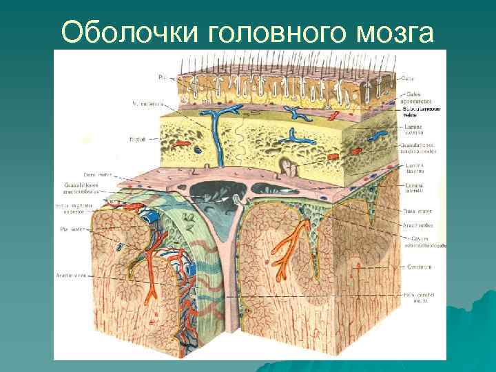 Оболочки головного мозга 