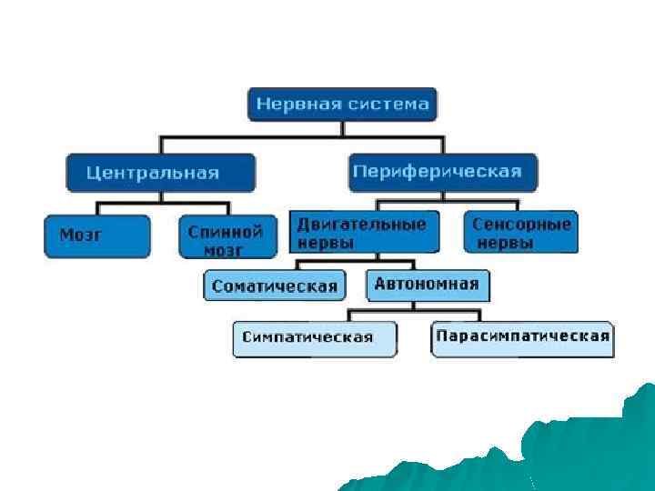 Заполните схему связь невропатологии с другими науками