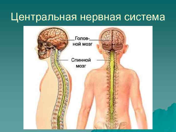 Центральная нервная система фото