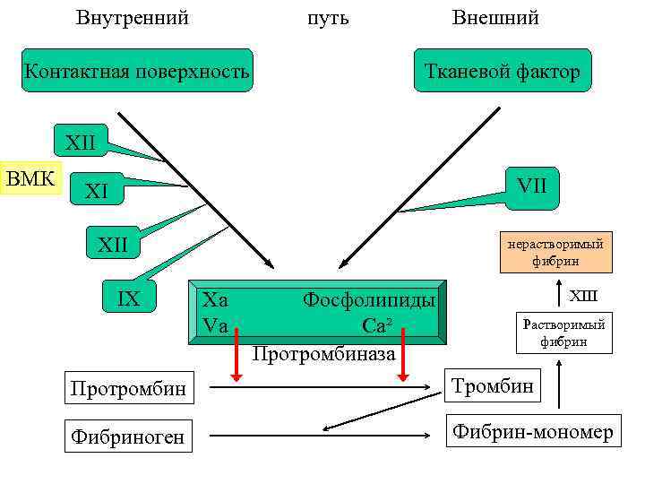 Внутренний путь Контактная поверхность Внешний Тканевой фактор XII ВМК VII XI XII IX нерастворимый