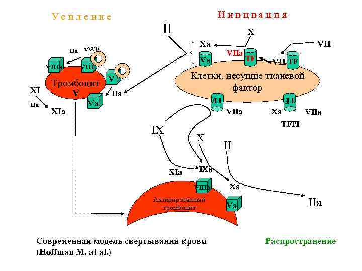 Инициация Усиление VIIIa Xa v. WF Va VIII XIa Va TF VII TF Клетки,