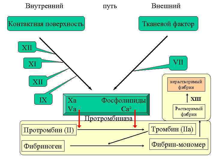 Внутренний путь Контактная поверхность Внешний Тканевой фактор XII VII XI XII IX нерастворимый фибрин