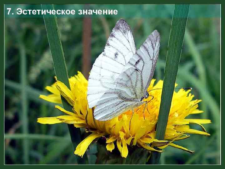 7. Эстетическое значение 