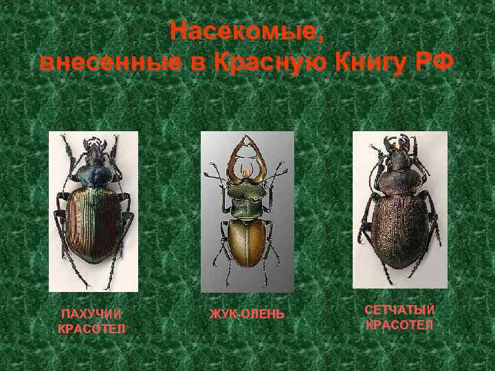 Насекомые, внесенные в Красную Книгу РФ ПАХУЧИЙ КРАСОТЕЛ ЖУК-ОЛЕНЬ СЕТЧАТЫЙ КРАСОТЕЛ 