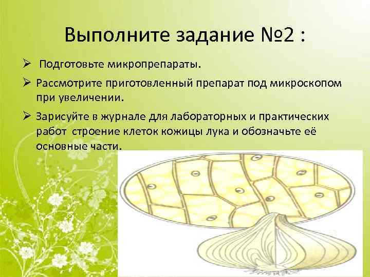 Лук под микроскопом 5 класс