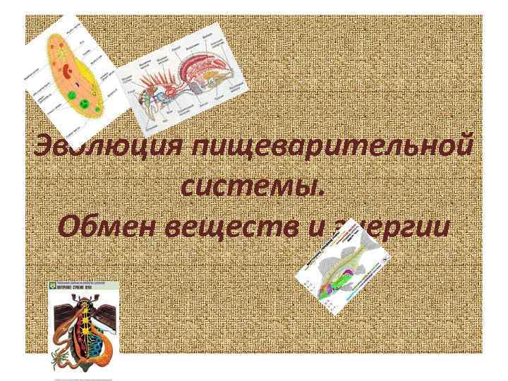 Эволюция пищеварительной системы. Обмен веществ и энергии 