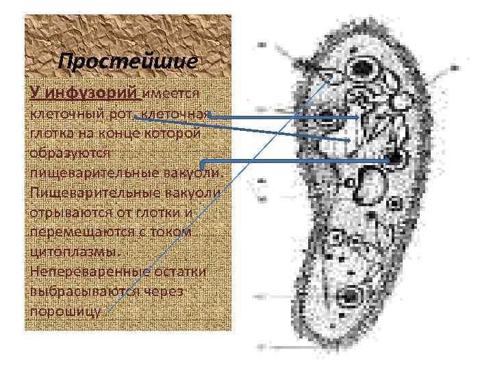 Простейшие У инфузорий имеется клеточный рот, клеточная глотка на конце которой образуются пищеварительные вакуоли.