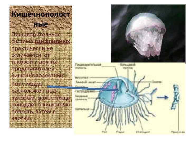 Кишечнополост ные Пищеварительная система сцифоидных практически не отличается от таковой у других представителей кишечнополостных.