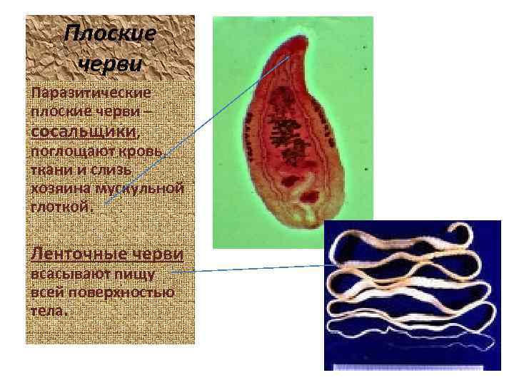 Плоские черви Паразитические плоские черви – сосальщики, поглощают кровь, ткани и слизь хозяина мускульной