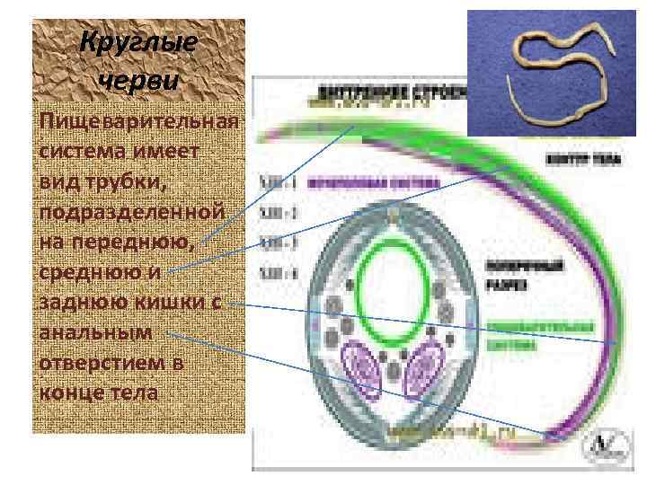 Круглые черви Пищеварительная система имеет вид трубки, подразделенной на переднюю, среднюю и заднюю кишки