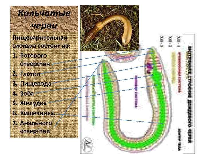 Кольчатые черви Пищеварительная система состоит из: 1. Ротового отверстия 2. Глотки 3. Пищевода 4.