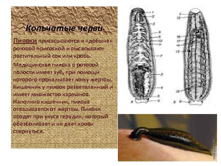 Кольчатые черви Пиявки присасываются к «добыче» ротовой присоской и высасывают растительный сок или кровь.