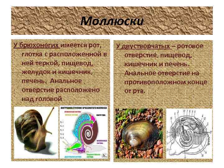 Моллюски У брюхоногих имеется рот, глотка с расположенной в ней теркой, пищевод, желудок и