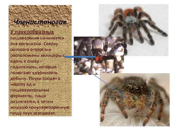 Членистоногие У паукообразных пищеварение начинается вне организма. Сверху ротового отверстия расположены хелицеры с ядом,