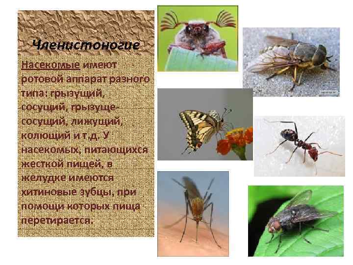 Членистоногие Насекомые имеют ротовой аппарат разного типа: грызущий, сосущий, грызущесосущий, лижущий, колющий и т.