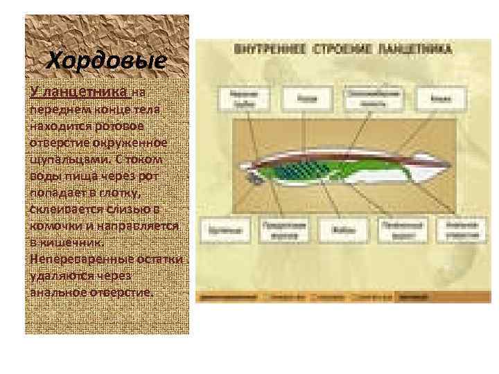 Хордовые У ланцетника на переднем конце тела находится ротовое отверстие окруженное щупальцами. С током