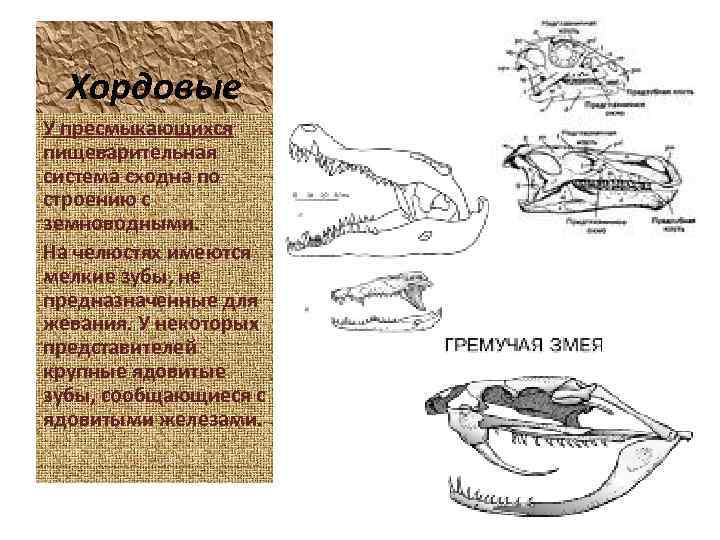 Хордовые У пресмыкающихся пищеварительная система сходна по строению с земноводными. На челюстях имеются мелкие