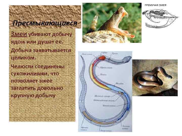 Пресмыкающиеся Змеи убивают добычу ядом или душат ее. Добыча захватывается целиком. Челюсти соединены сухожилиями,