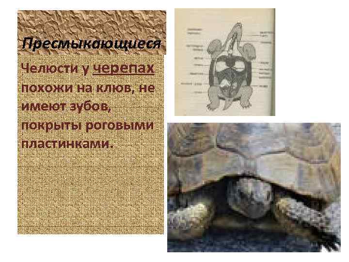 Пресмыкающиеся Челюсти у черепах похожи на клюв, не имеют зубов, покрыты роговыми пластинками. 