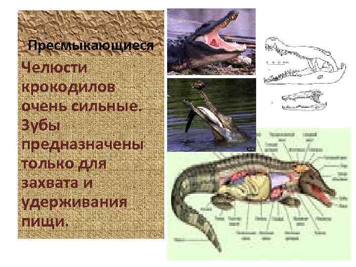 Пресмыкающиеся Челюсти крокодилов очень сильные. Зубы предназначены только для захвата и удерживания пищи. 