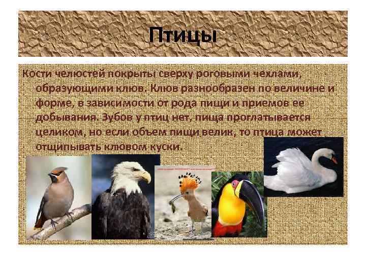 Птицы Кости челюстей покрыты сверху роговыми чехлами, образующими клюв. Клюв разнообразен по величине и