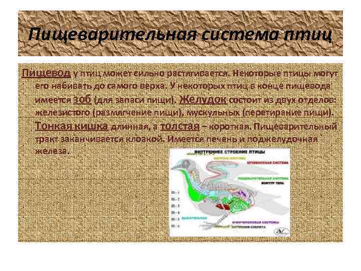 Пищеварительная система птиц Пищевод у птиц может сильно растягивается. Некоторые птицы могут его набивать