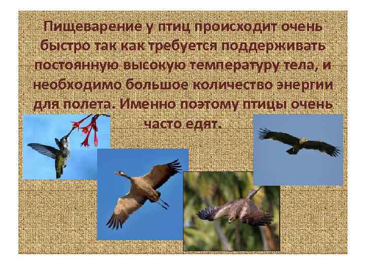 Пищеварение у птиц происходит очень быстро так как требуется поддерживать постоянную высокую температуру тела,